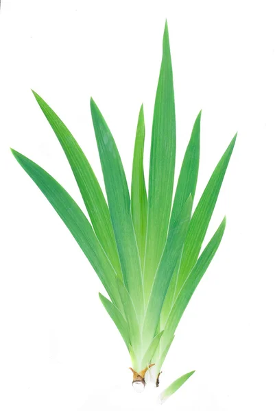 Leaf plant isolated on white background — Stock Photo, Image