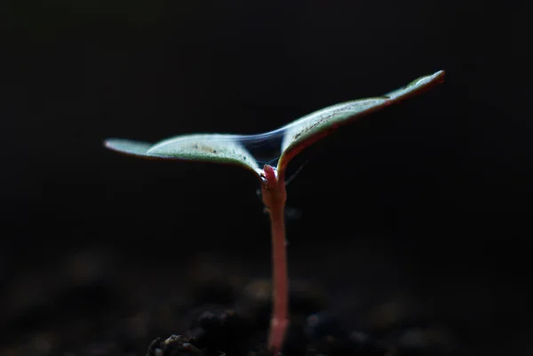 Pflanzenwachstum von Babypflanzen — Stockfoto