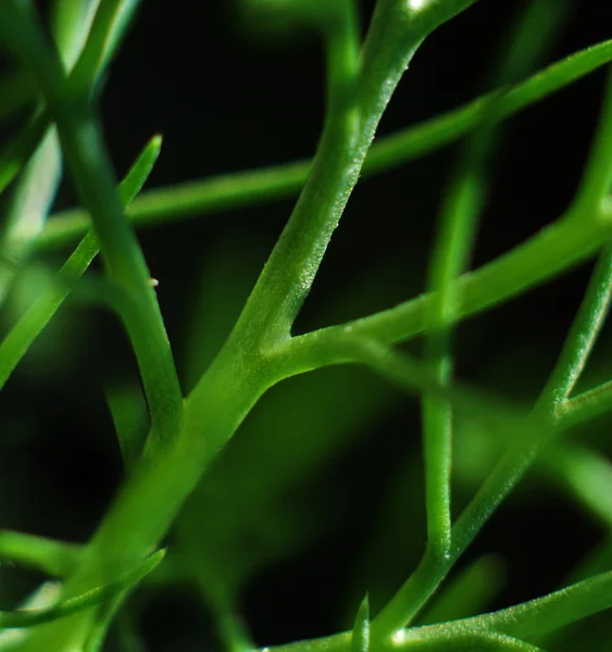 黒の背景に緑の芝生のクローズ アップ — ストック写真