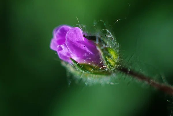 Μωβ λουλούδι σε πράσινο φόντο — Φωτογραφία Αρχείου