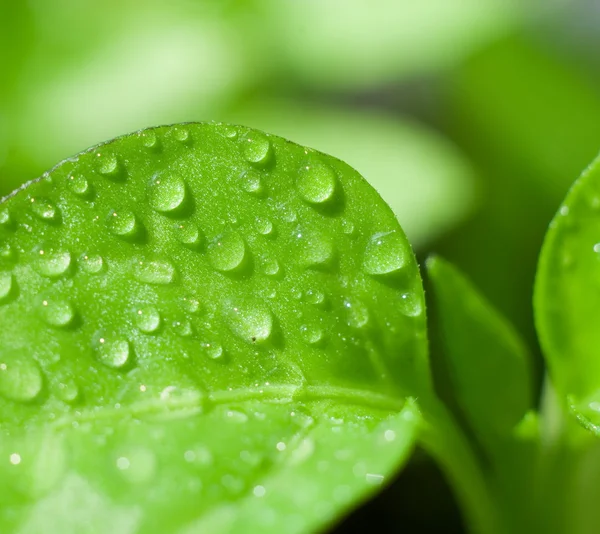 물 작은 방울과 신선한 녹색 잎 — 스톡 사진