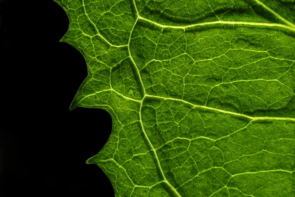 Textura de hoja verde de primer plano —  Fotos de Stock