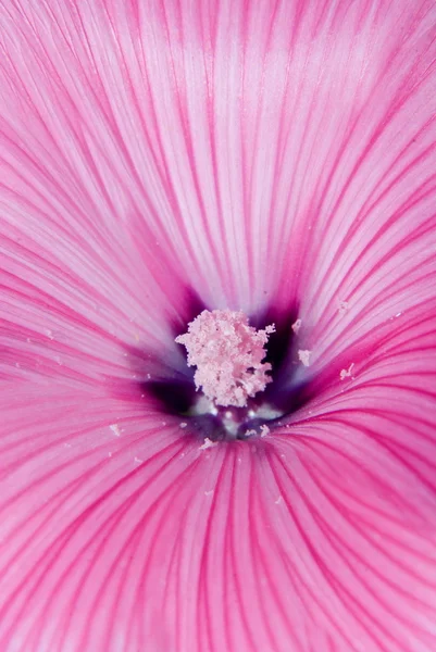 Violette Blüte — Stockfoto