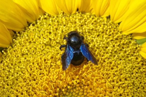 Stor fluga med blå vinge på solros — Stockfoto