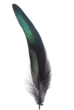 Feather clipart