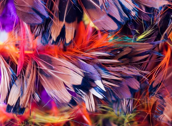 Feathers — Stock Photo, Image