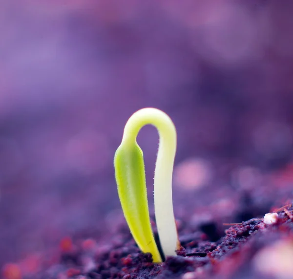 Pequena planta — Fotografia de Stock