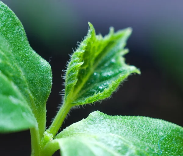 stock image Little plant