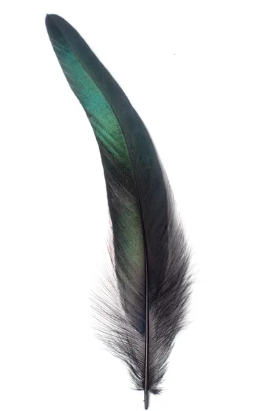 Green feathers Stock Photos, Royalty Free Green feathers Images