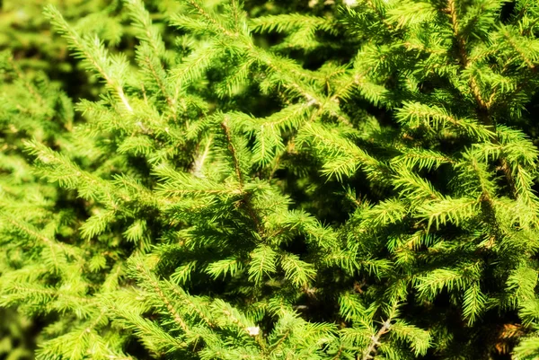 stock image Fir tree