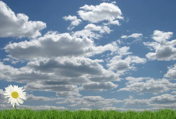 Sedmikrásky a dokonalé obloha — Stock fotografie