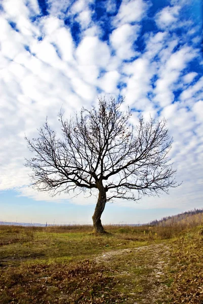 stock image Dry tree