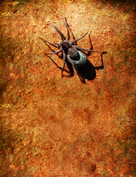 Araignée sur un vieux mur ferrugineux — Photo