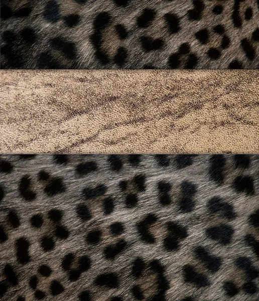 Fur template — Stock Photo, Image