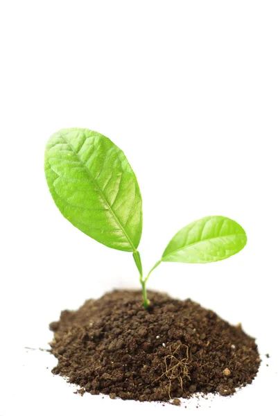 Planta verde em crescimento isolada sobre fundo branco — Fotografia de Stock