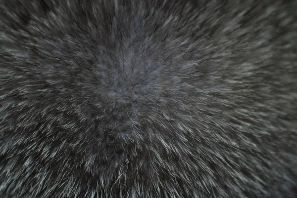 La fourrure d'un vison peint en gris — Photo