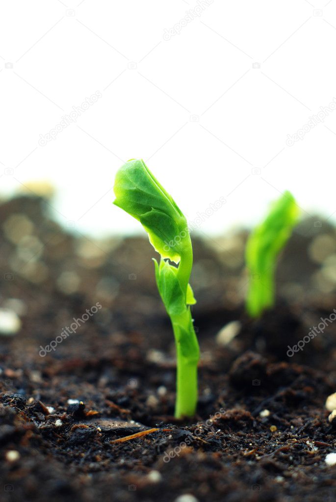 little pea author little pea author