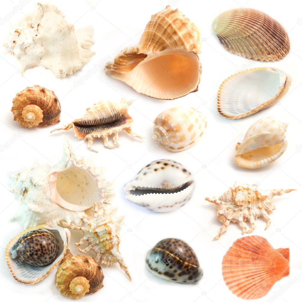Collection of cockleshell isolated on white.