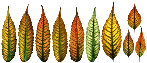 Colección de hojas de otoño aislado —  Fotos de Stock