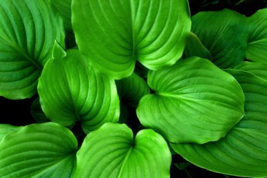 Green leaves clipart