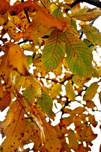 Hojas de nuez de otoño —  Fotos de Stock