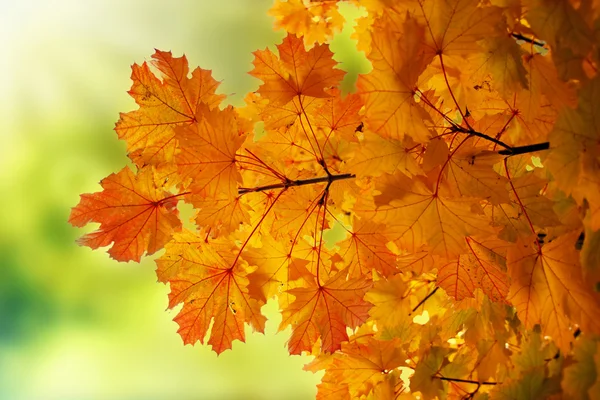 Autunno acero foglie di sfondo — Foto Stock