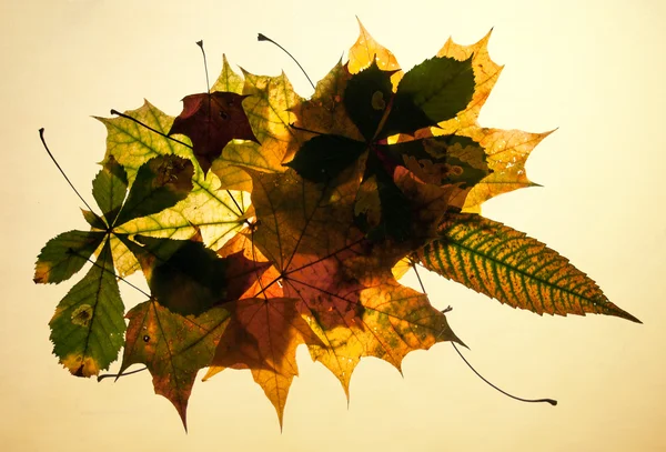 Φθινοπωρινά φύλλα στο παλιό χαρτί — Φωτογραφία Αρχείου
