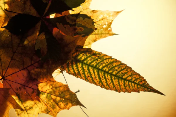 Vereinzelte Herbstblätter — Stockfoto