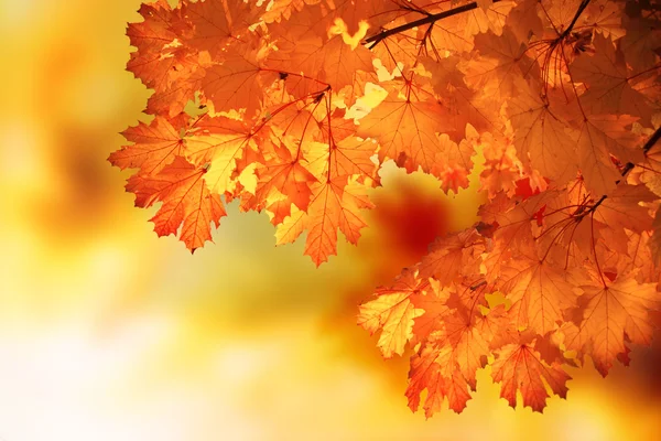 Rama de arce de otoño abstracta —  Fotos de Stock