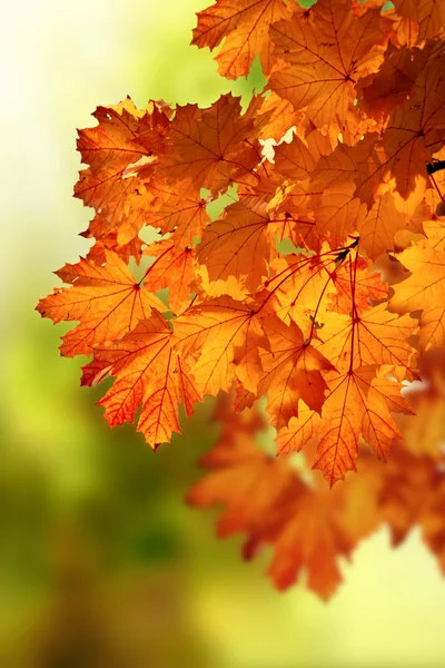 抽象的な秋のメープルの枝 — ストック写真