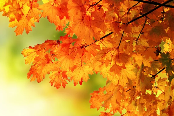 Arrière-plan de la branche d'érable d'automne — Photo