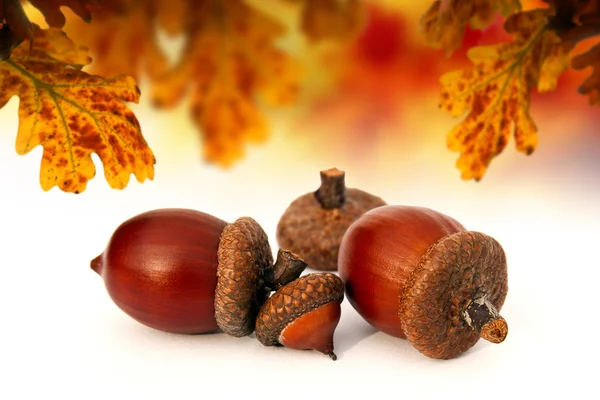 Isolated abstract acorns — Stock Photo, Image