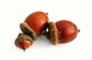 beyaz izole sonbahar acorns