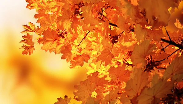 Arce de otoño — Foto de Stock