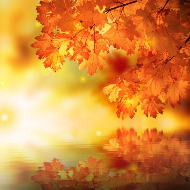 Abstract autumn maple reflection