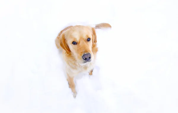 Köpek portre — Stok fotoğraf