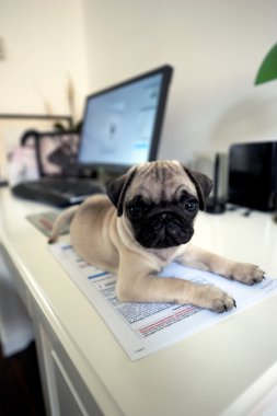 Puppy on table clipart