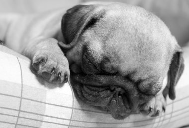 Sleeping Puppy clipart