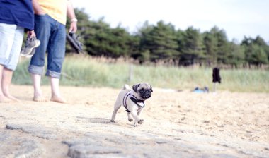 Puppy Walking clipart