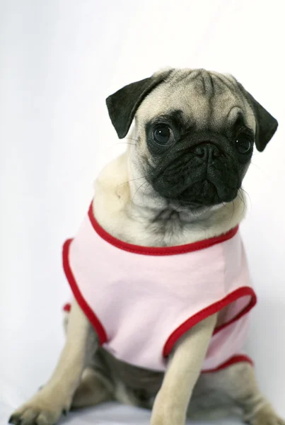 Pug cucciolo vestito di rosa — Foto Stock