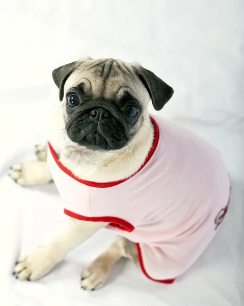 Pug cachorro vestido de rosa de cima — Fotografia de Stock