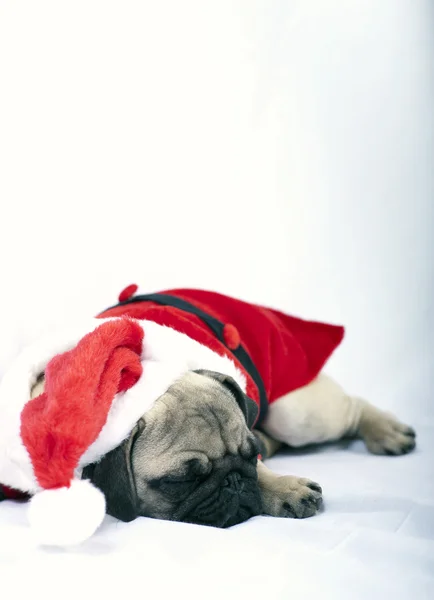 Filhote de cachorro dormindo vestido de Papai Noel — Fotografia de Stock