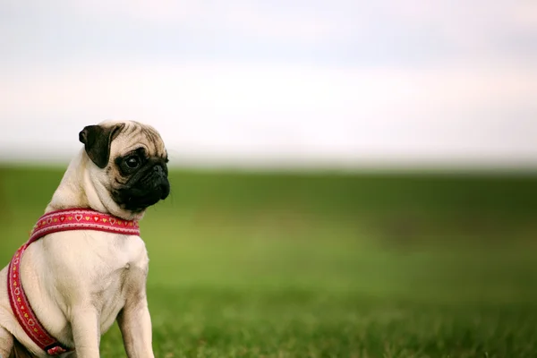 Pug Puppy and copy Space — Stock Photo, Image