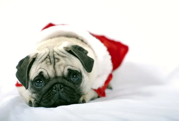 Santa claus pup — Stockfoto