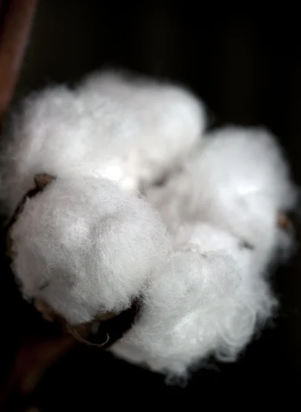 Bola de algodón aislada —  Fotos de Stock