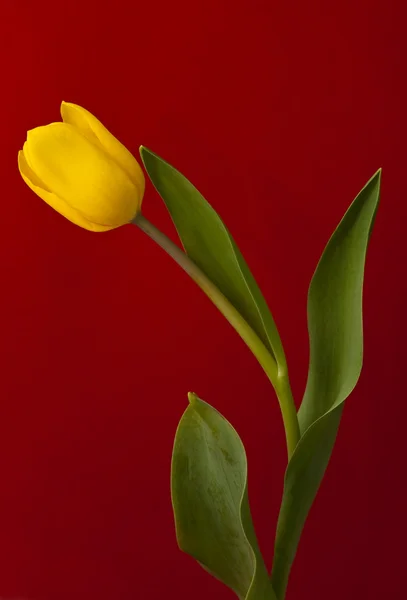 stock image Yellow tulip