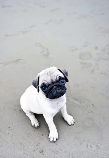 Filhote de cachorro na areia — Fotografia de Stock