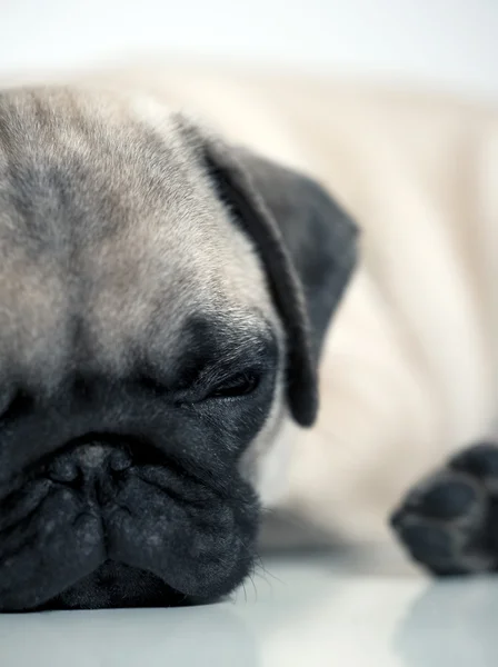 Zmęczony pug puppy — Zdjęcie stockowe