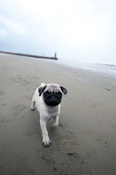 Pug puppy uitgevoerd op strand — Stockfoto