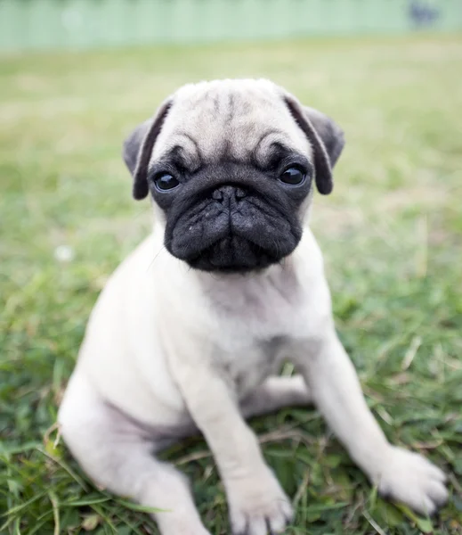 Mops puppy — Stock Photo, Image
